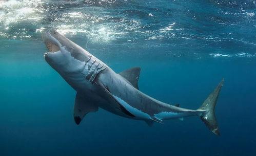 鲨鱼吃瓜吃鸡视频大全,瓜果鸡肴大揭秘  第1张